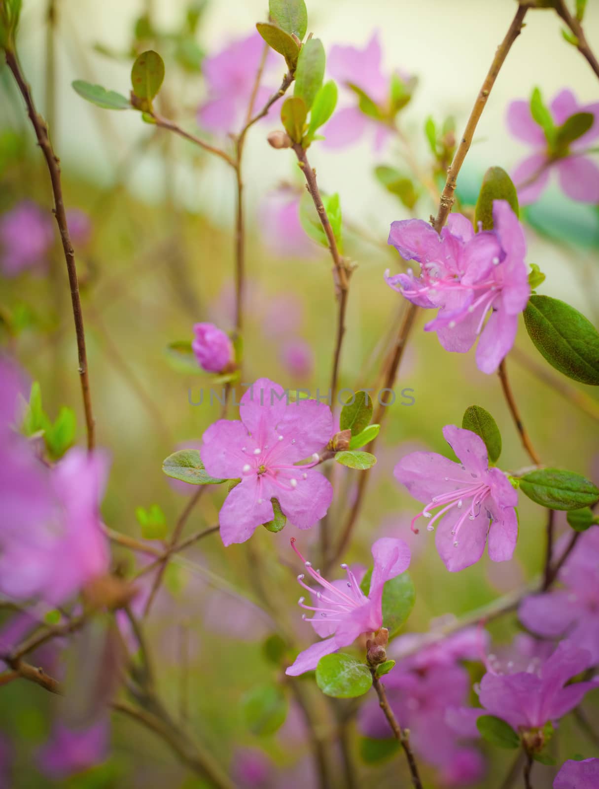 Spring flowering pink almond closeup on a blur background.