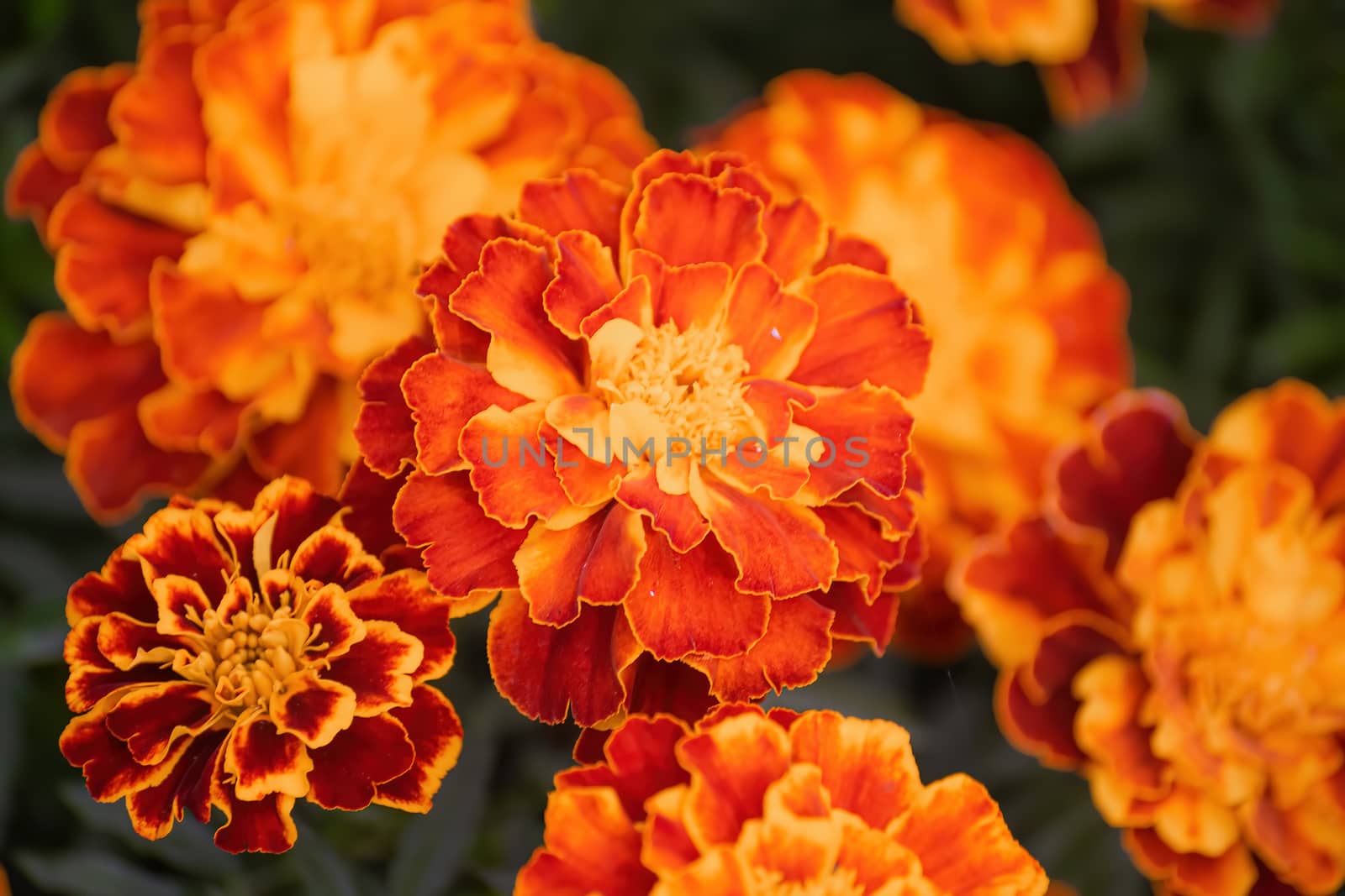 Close-up flowers of a marigold on a sunny day outdoors.