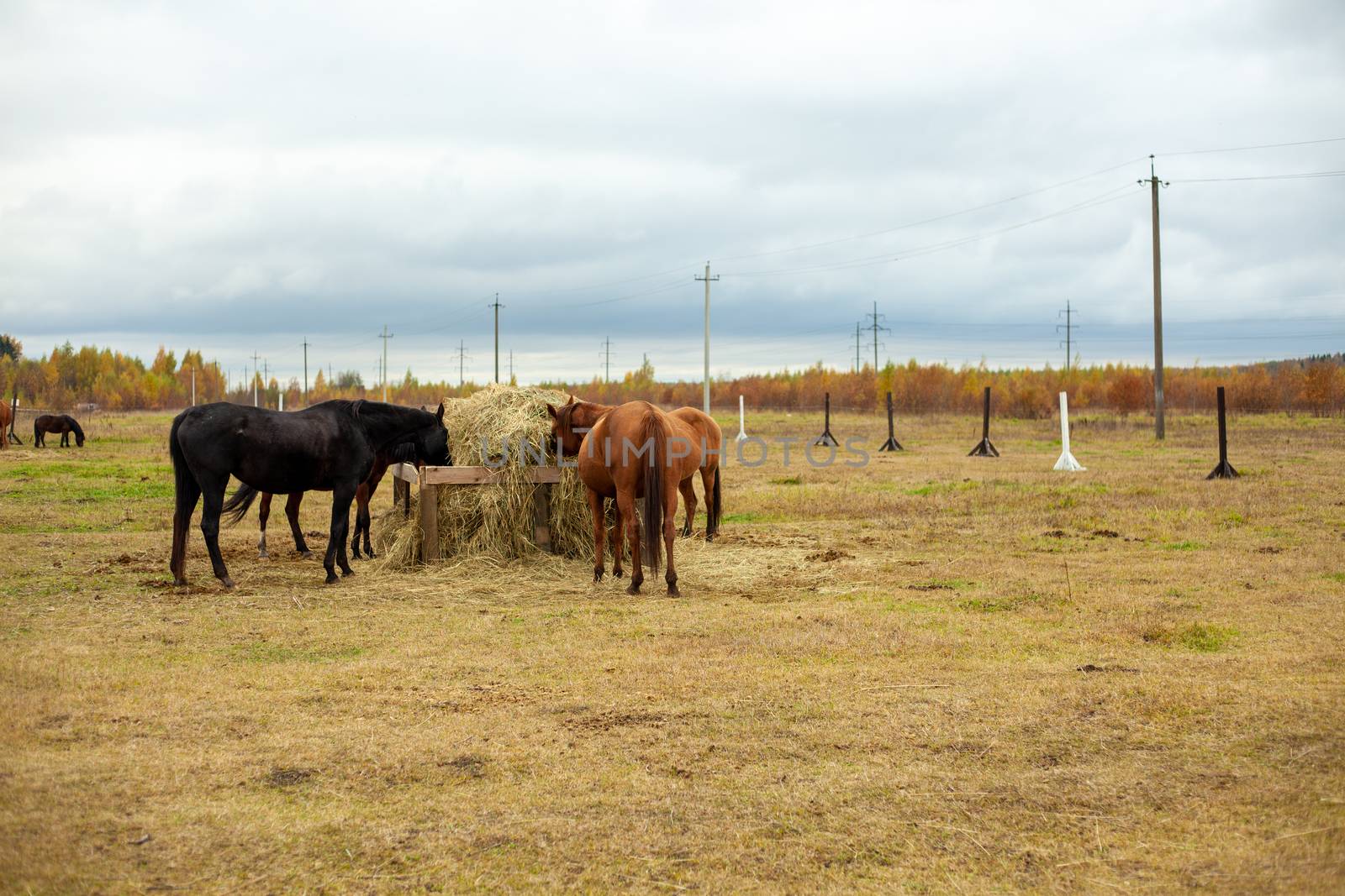 flock of beautiful horses graze in an autumn meadow next to a haystack behind a fence by andreonegin
