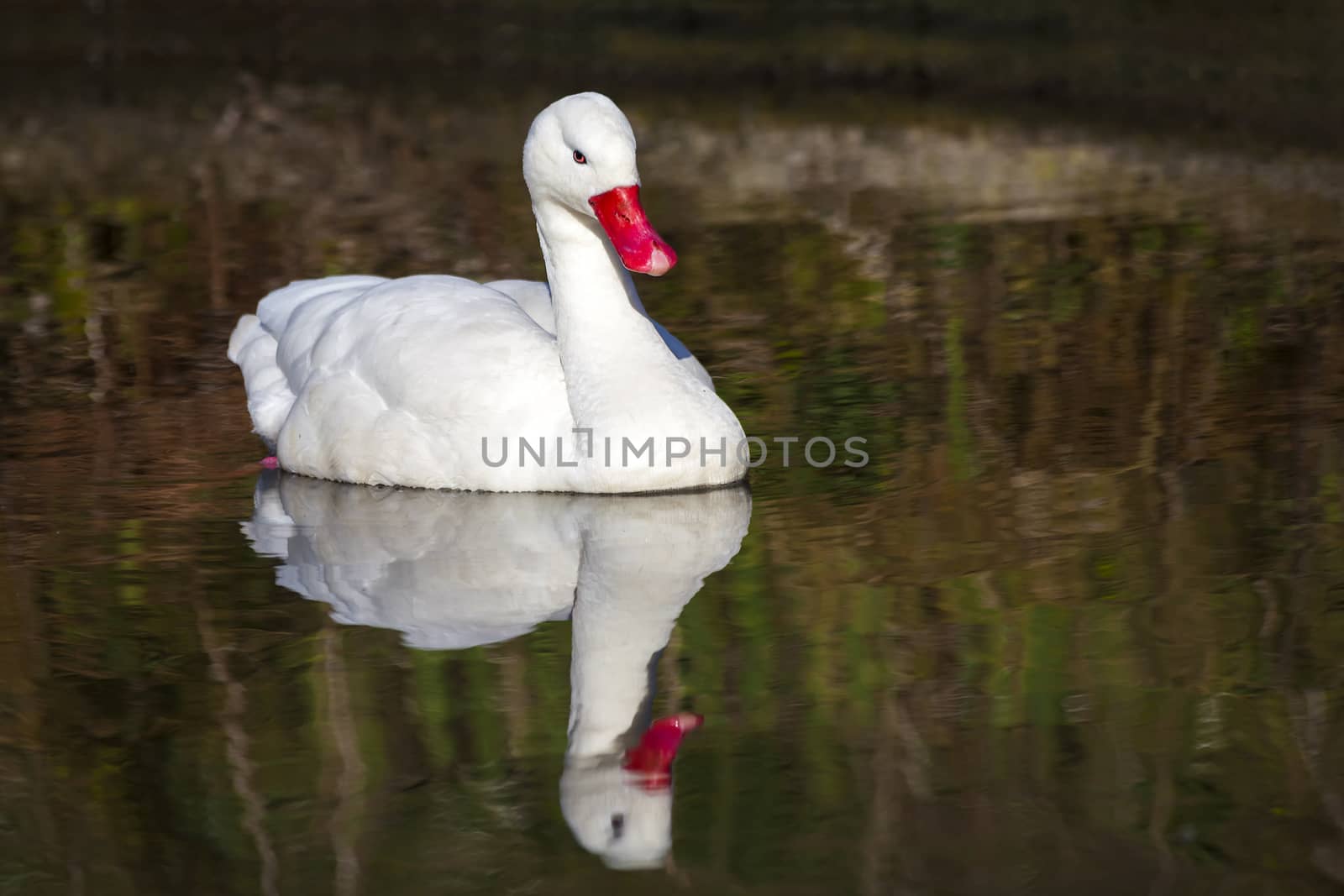 Coscoroba Swan a small white waterfowl species found in South America