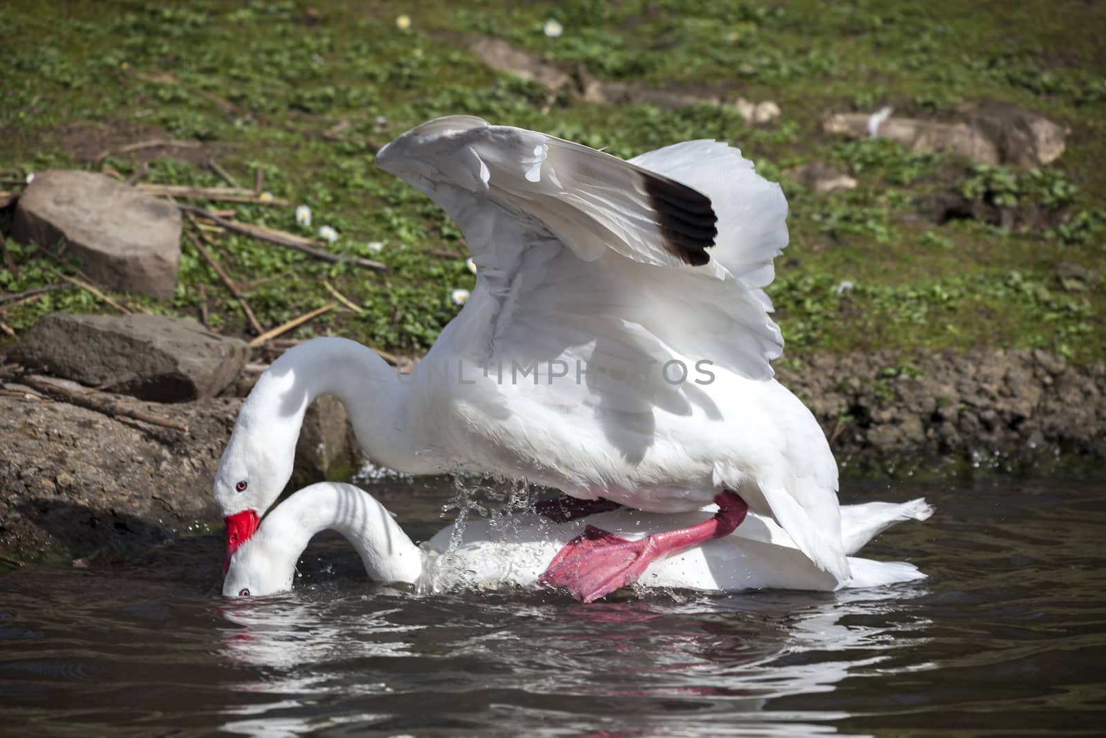 Coscoroba Swans mating  by ant