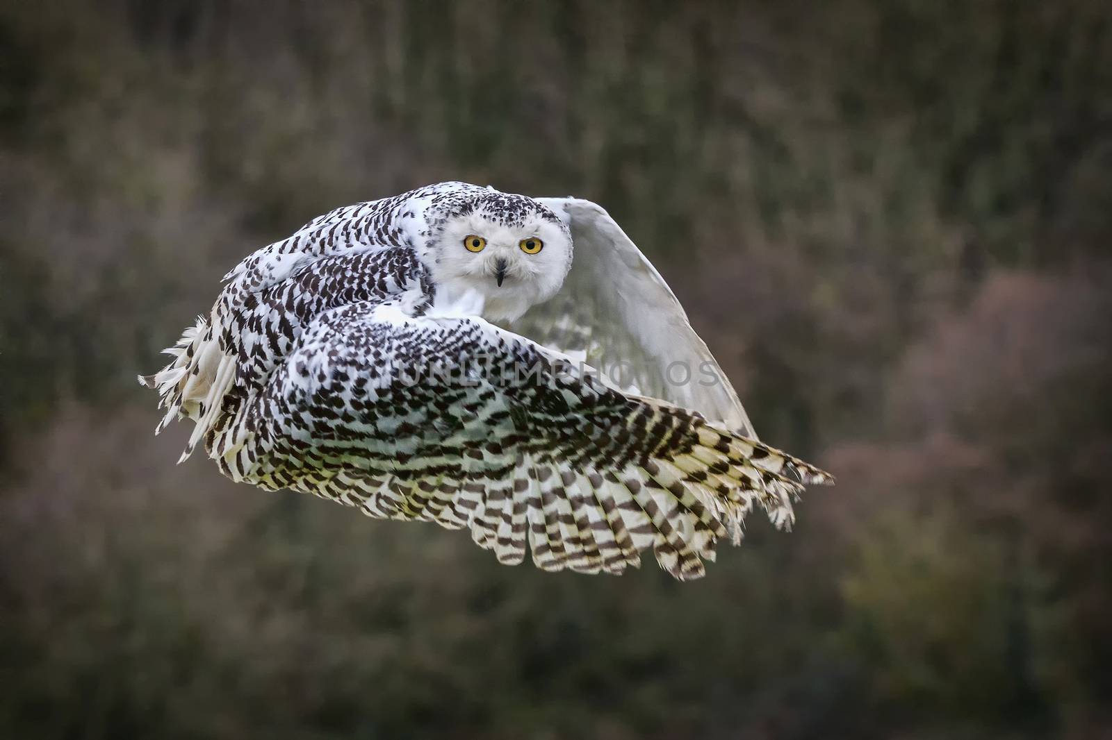 Snowy Owl  by ant