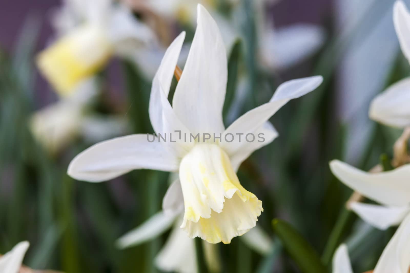 Daffodil (narcissus) 'Jenny' growing outdoors in the spring season