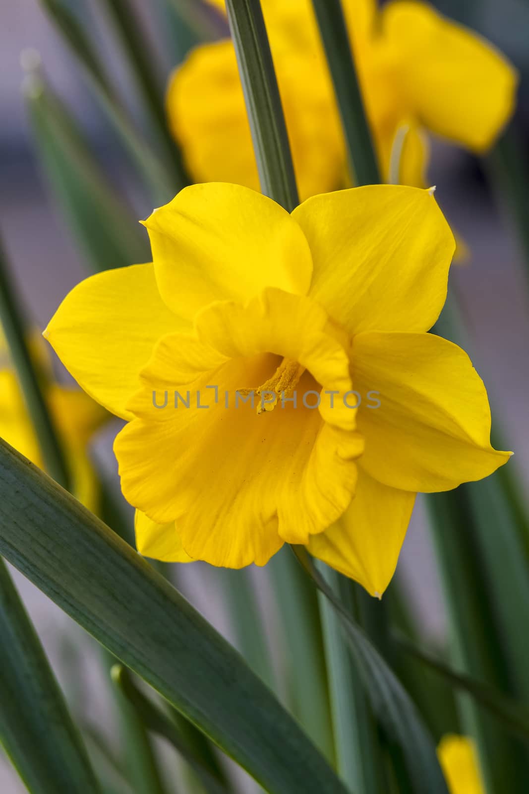 Daffodil (narcissus) 'Welsh Warrior' growing outdoors in the spring season