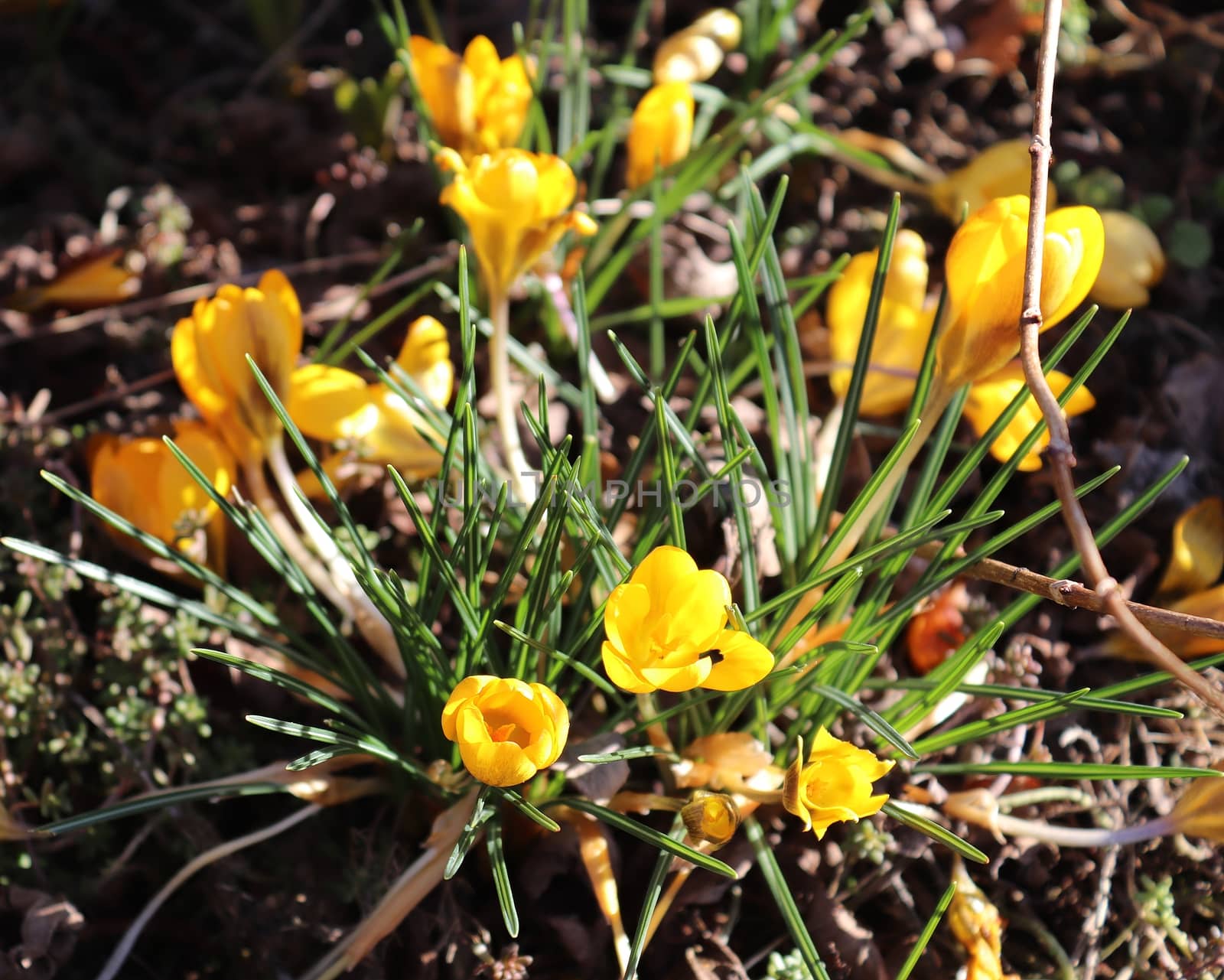 Purple crocus and yellow growing outside. View at magic blooming spring flowers crocus sativus. 