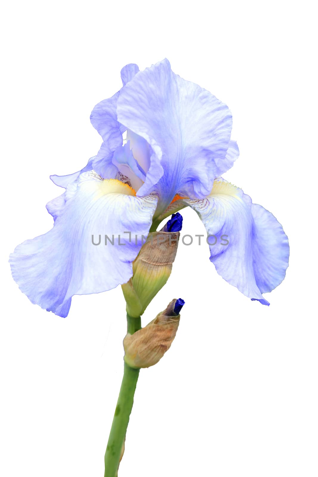 Iris pallida flower plant cut out and isolated on a white background