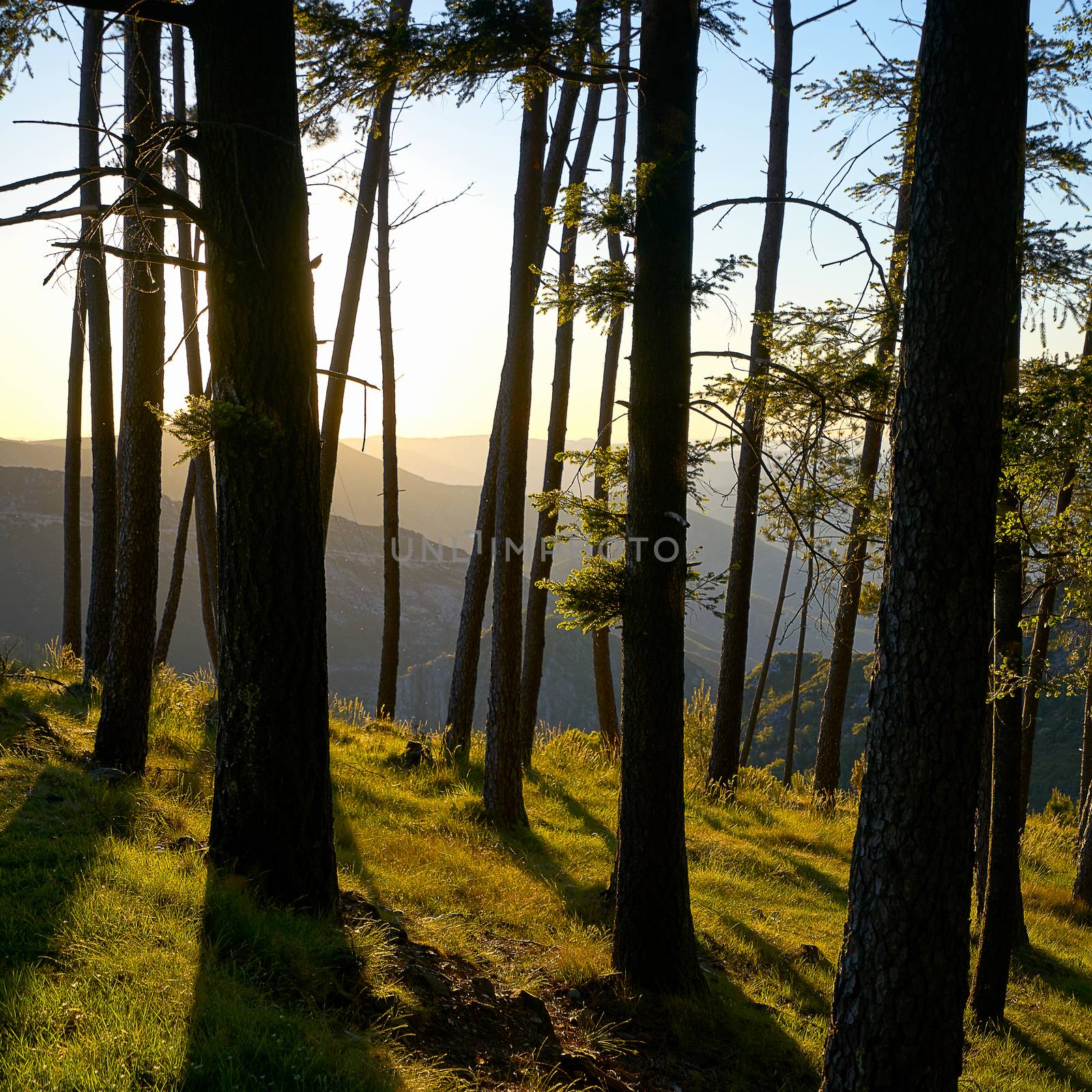 Trees on a forest at sunset with golden light at sunset, in Portugal