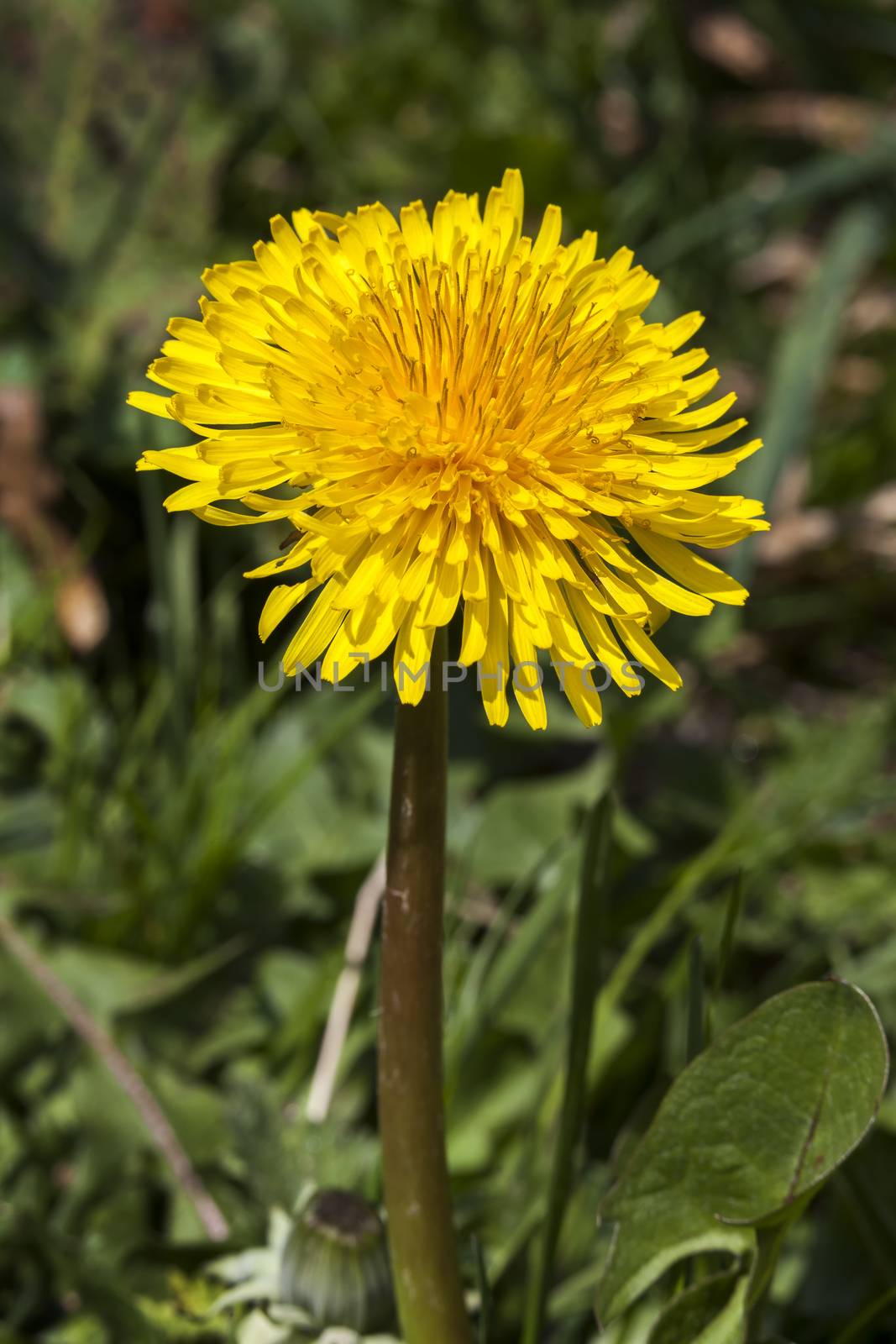 Dandelion flower  by ant