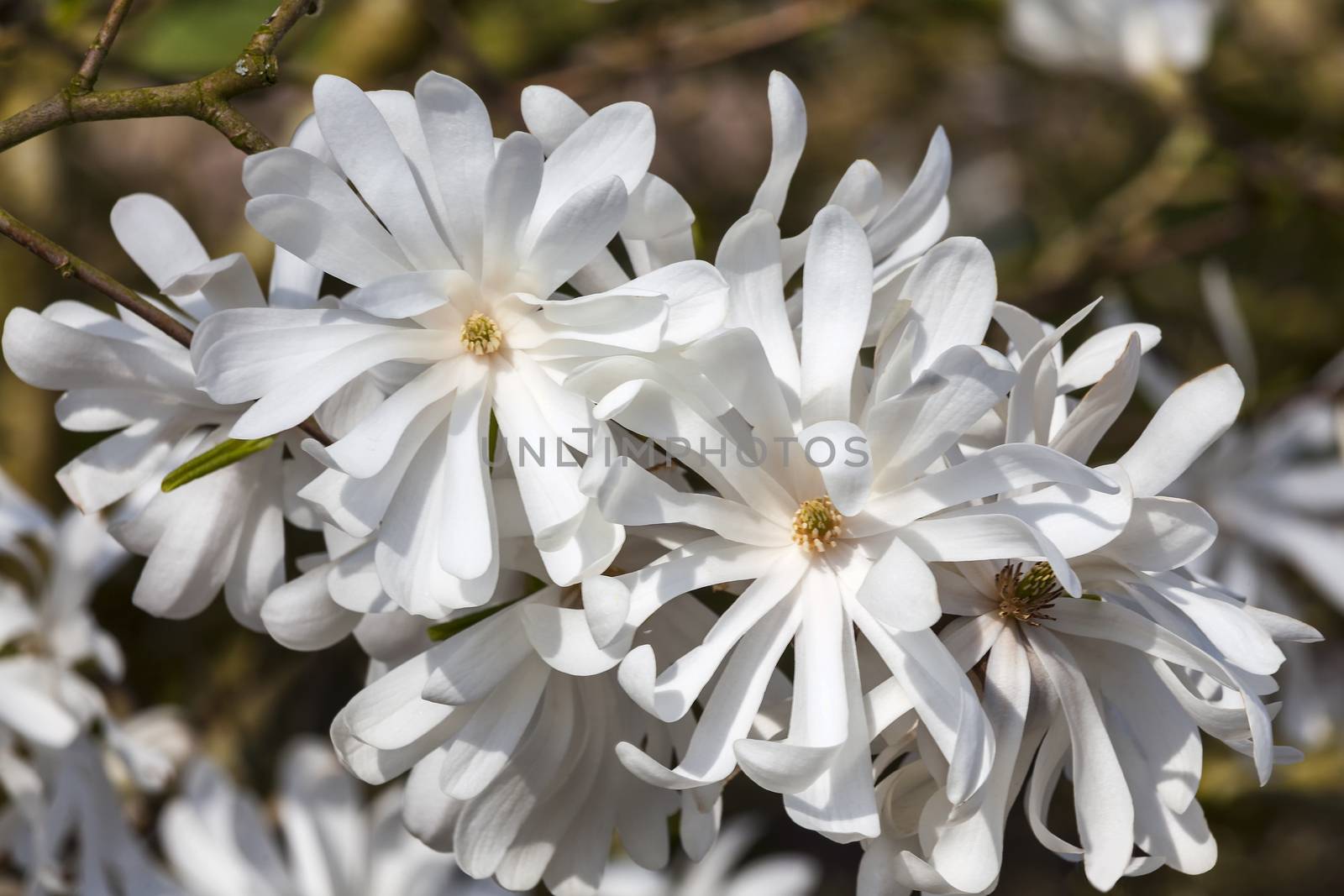 Magnolia Stellata a winter spring white flower shrub or small tree commonly known as star magnolia