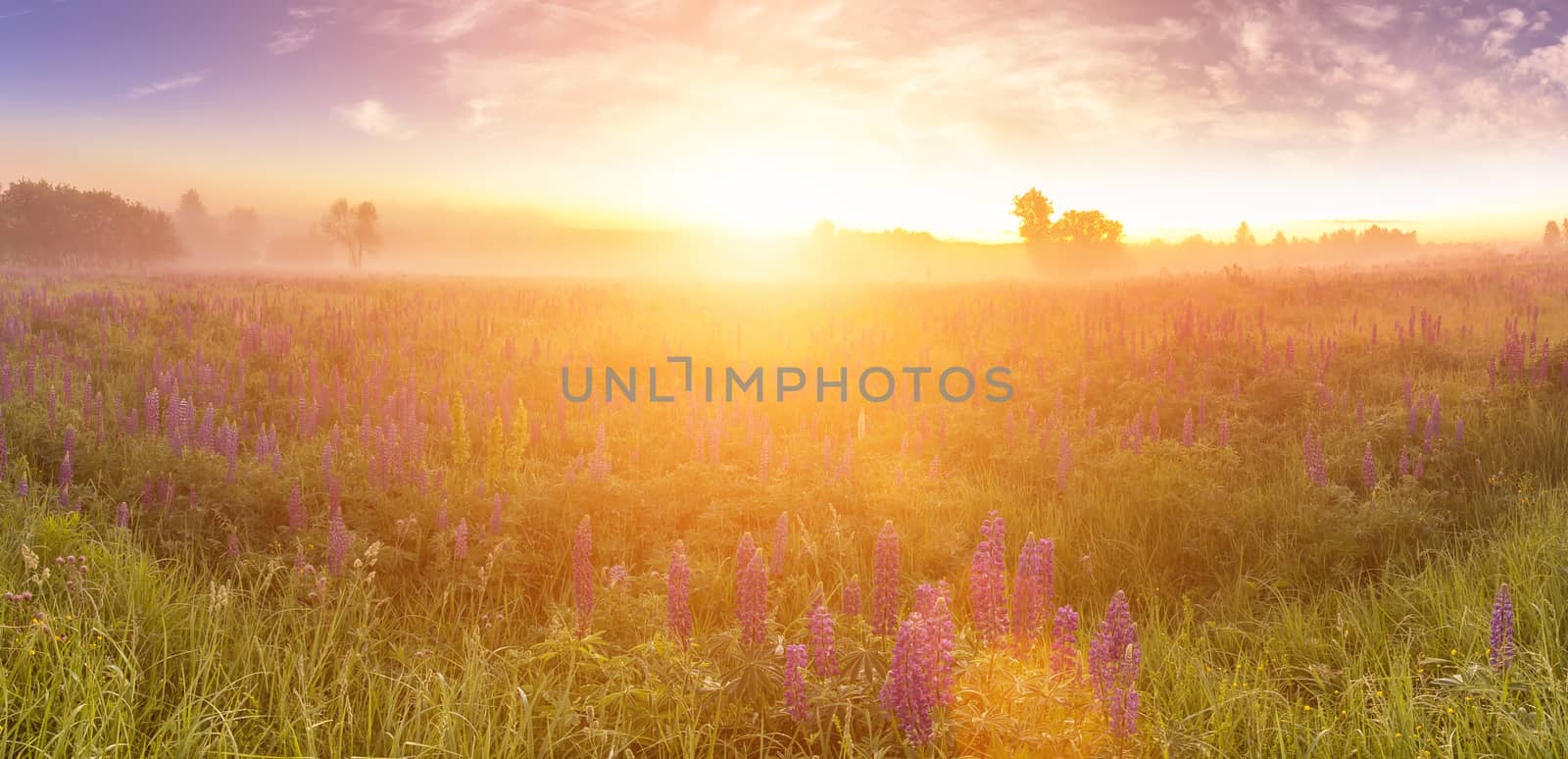 Twilight on a field covered with flowering lupines in spring or early summer season with fog, cloudy sky and trees on a background in morning. Panorama.