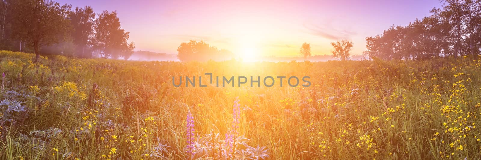 Sunrise on a field covered with wild flowers in summer season with fog and trees with a cloudy sky background in morning. Landscape.