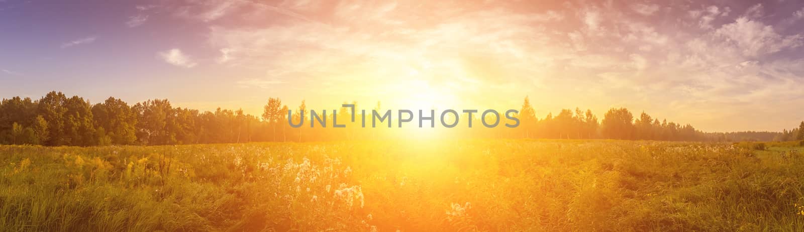 Sunrise on a field covered with wild flowers in summer season with fog and trees with a cloudy sky background in morning. Landscape.