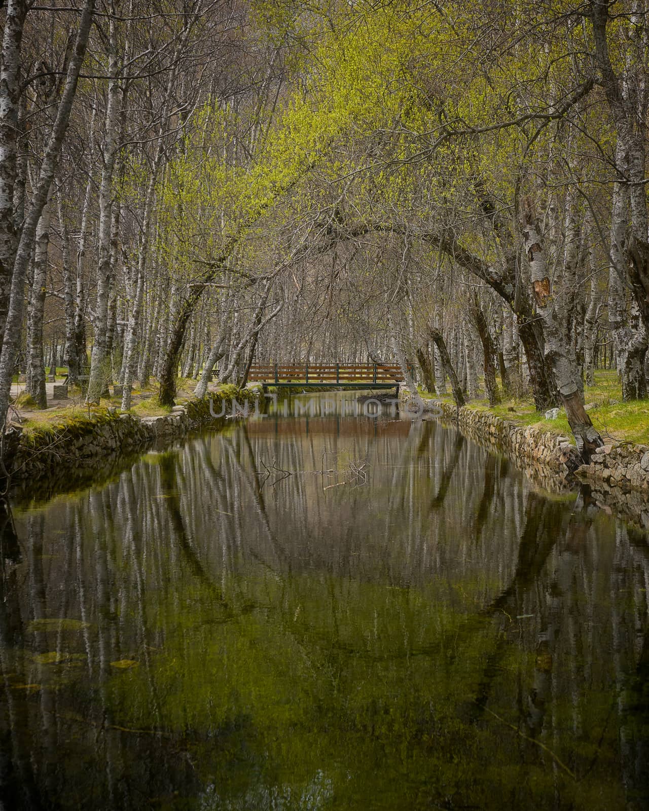 Autumn yellow trees reflection on a river in Covao d ametade in Serra da Estrela, Portugal by Luispinaphotography