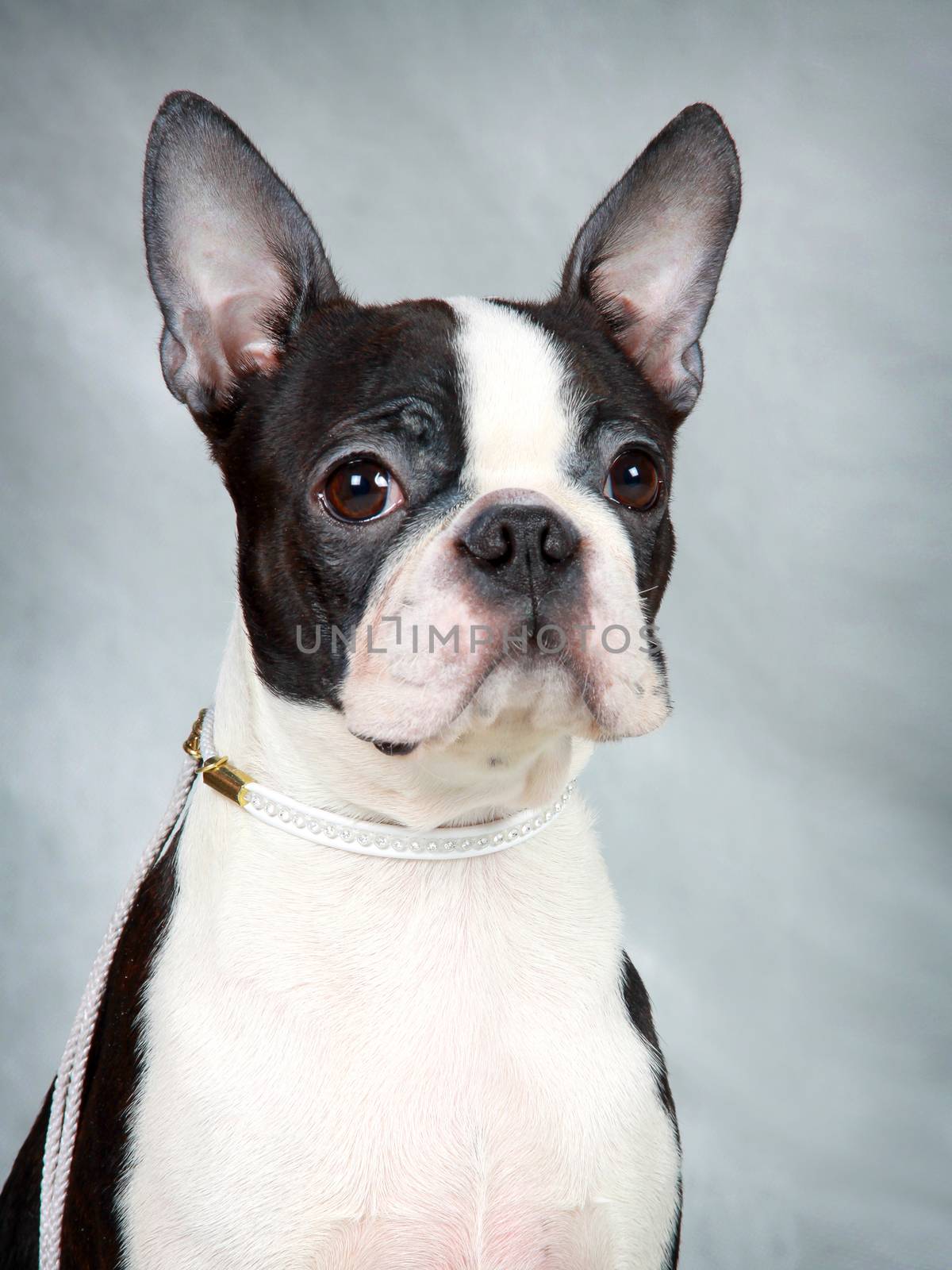 Close-up portrait of a Boston Terrier in a white collar by SuperJStus