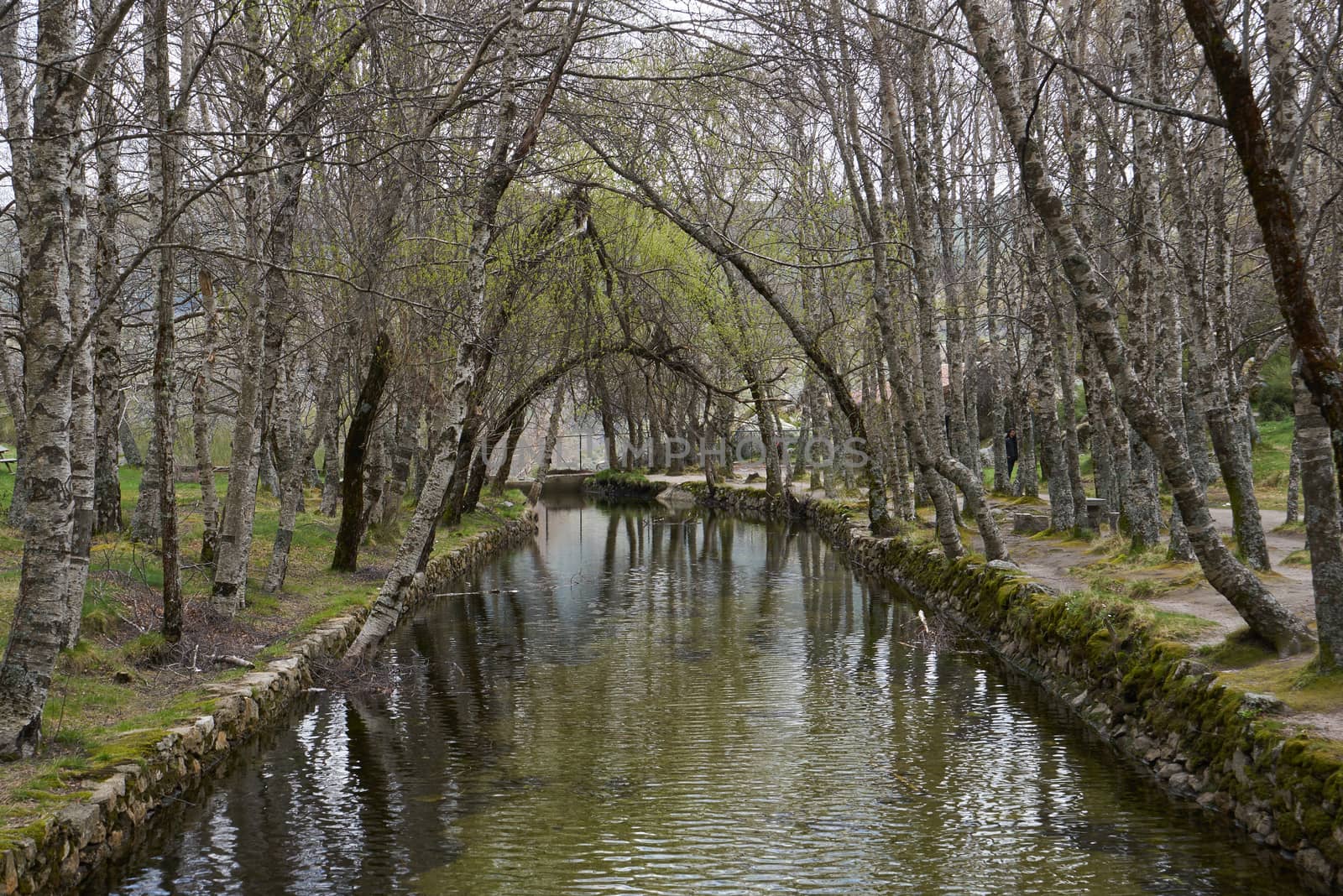 White trees reflection on a river in Covao d ametade in Serra da Estrela, Portugal by Luispinaphotography