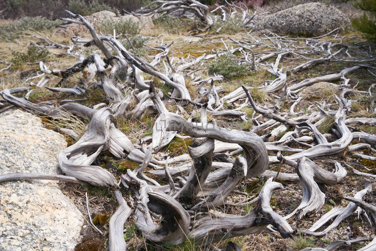 Beautiful white dry tree trunk on a landscape