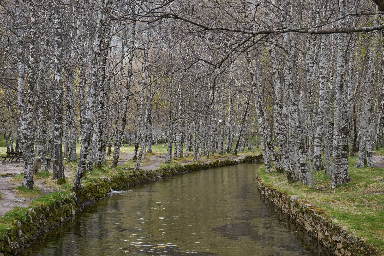 White trees reflection on a river in Covao d ametade in Serra da Estrela, Portugal by Luispinaphotography