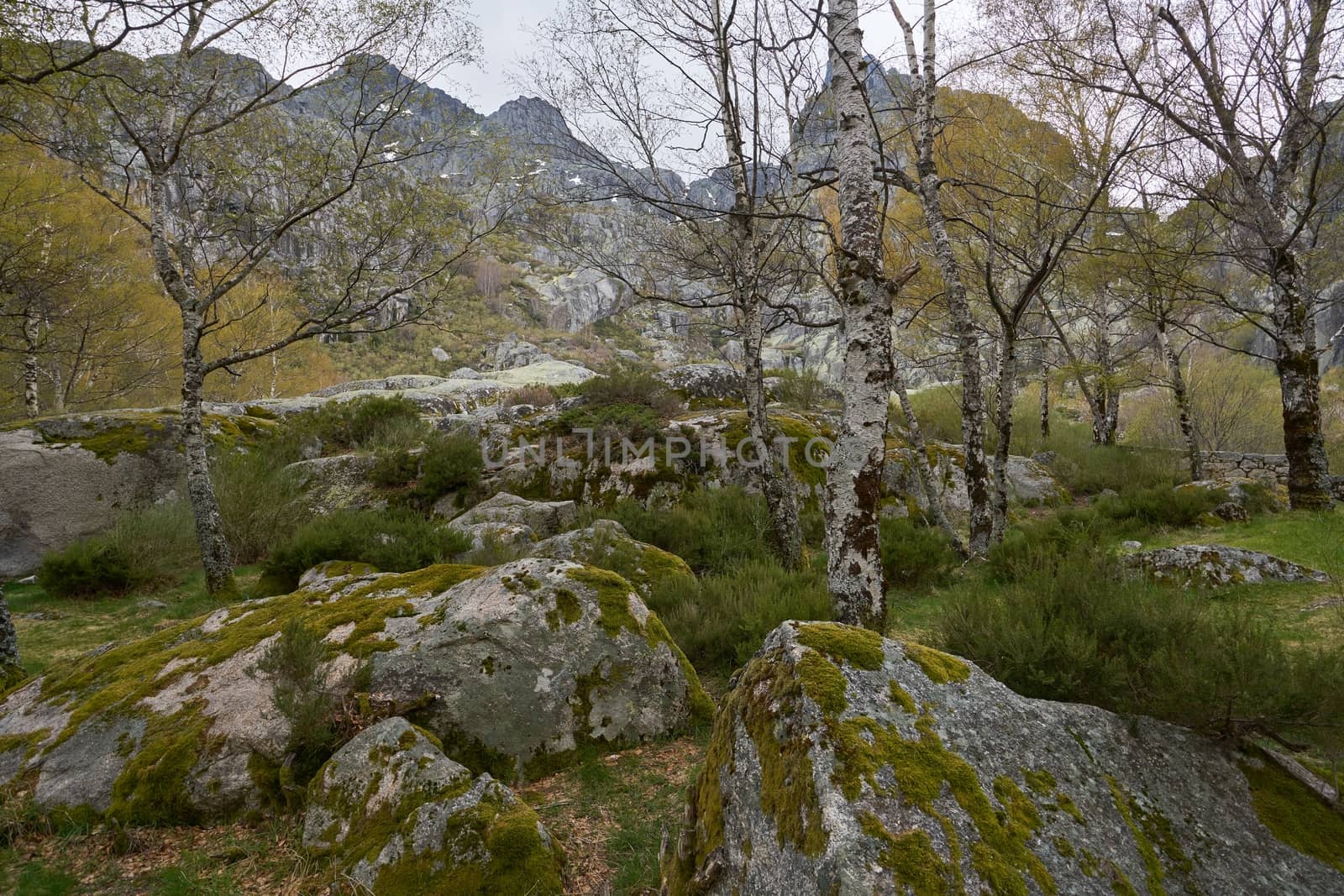 Landscape mountains and trees in Covao d ametade in Serra da Estrela, Portugal by Luispinaphotography