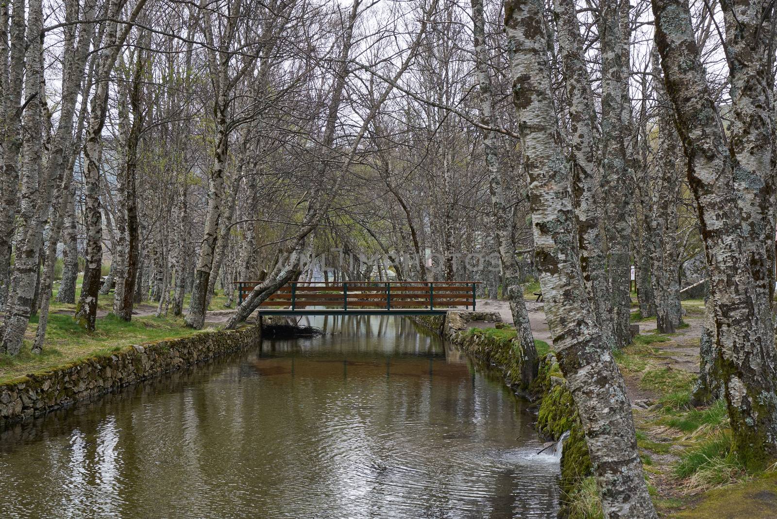 White trees reflection on a river in Covao d ametade in Serra da Estrela, Portugal by Luispinaphotography