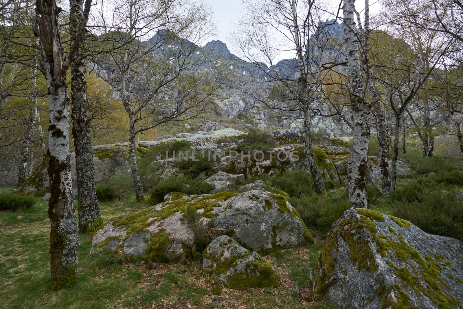 Landscape mountains and trees in Covao d ametade in Serra da Estrela, Portugal