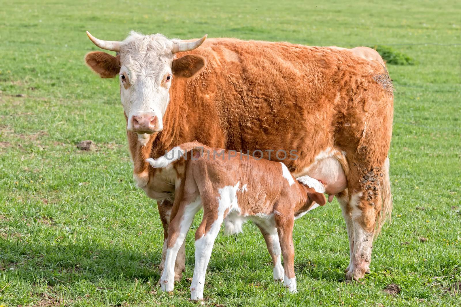 Young calf suckle milk