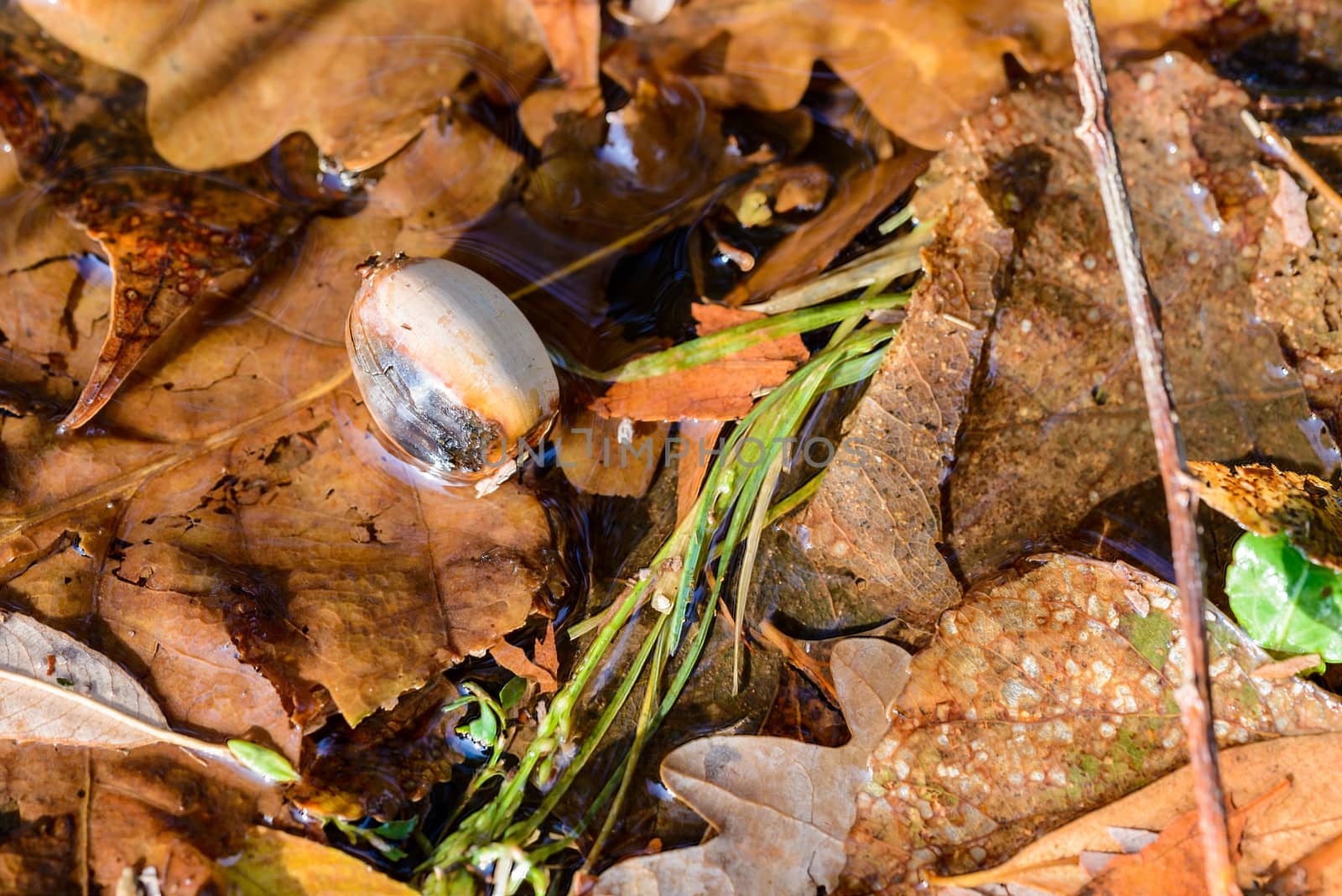 Dry acorn and oak tree leaves in a puddle during autumn