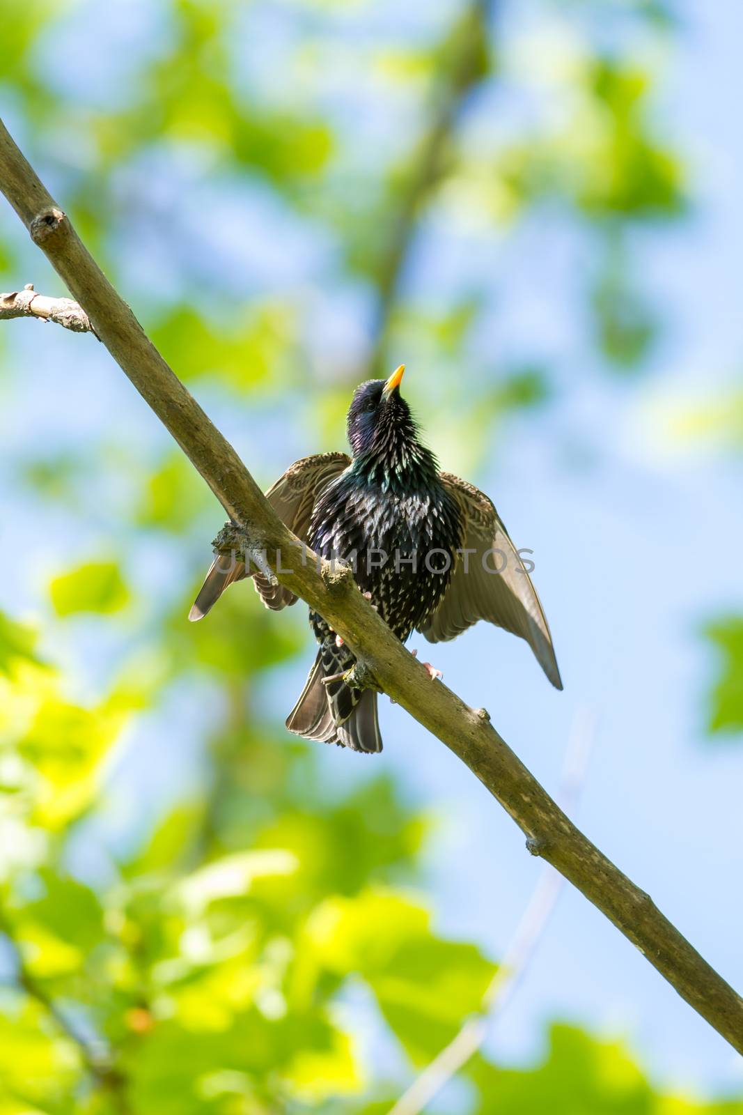 European starling on the branch by Digoarpi