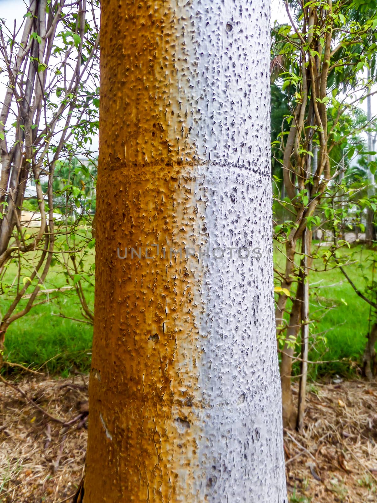 palm tree surface show two color when recieve water from an artesian well or groundwater