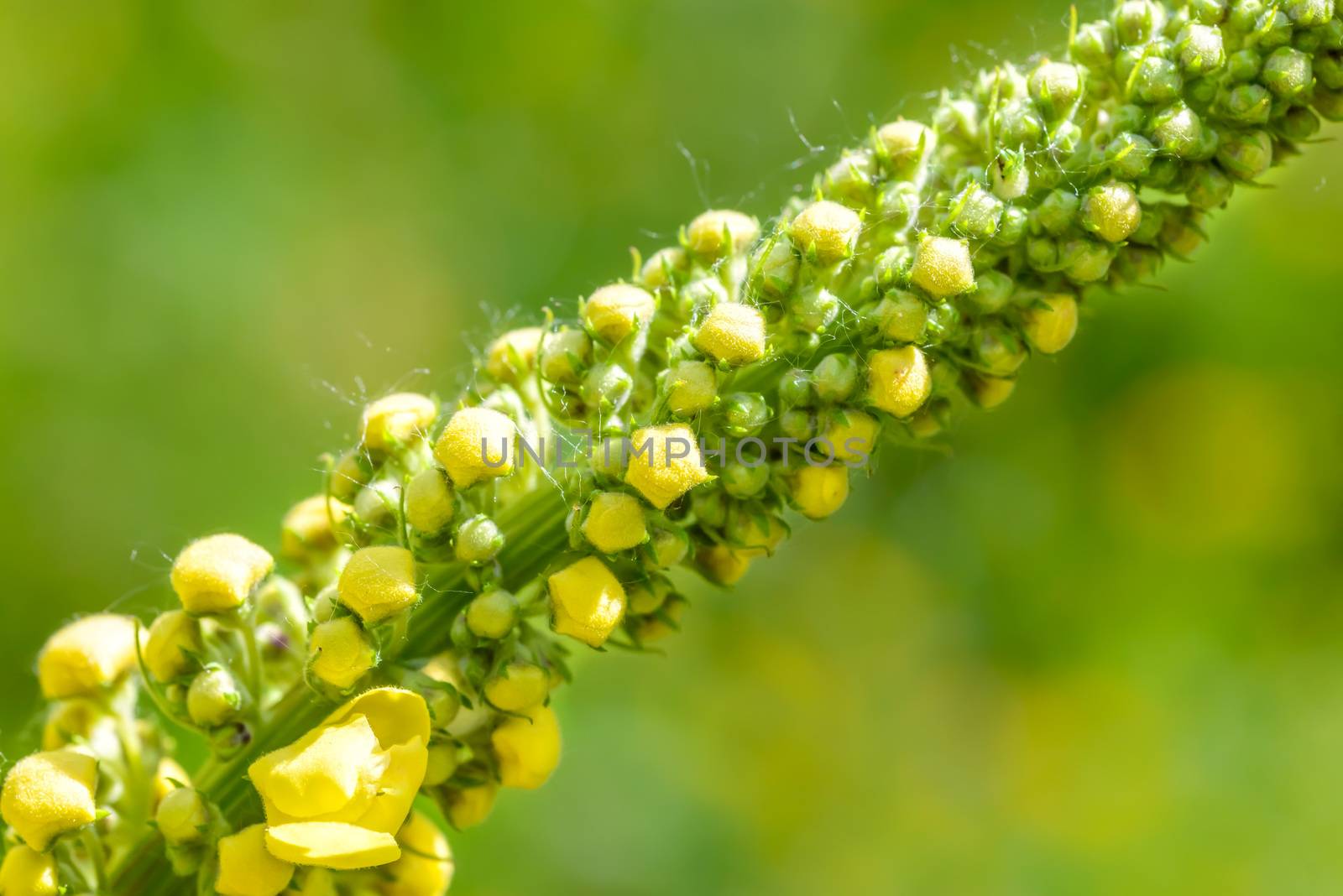 Macro of closed yellow Verbascum Thapsus flowers in the meadow under the summer sun