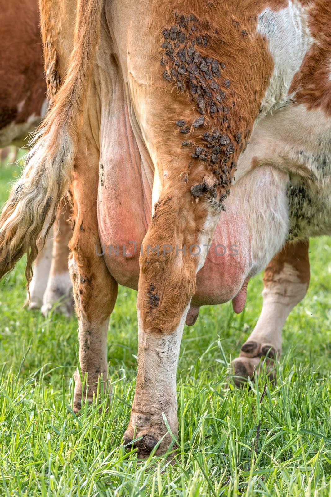The Udder and Teats of a Dairy Milking Cow