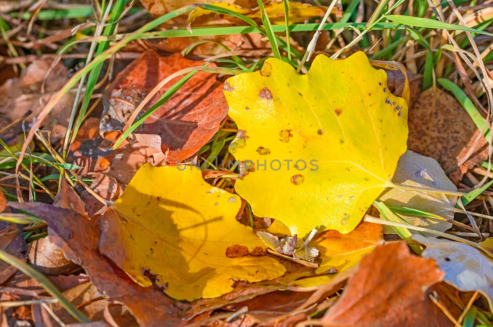 Yellow poplar leaves on the ground in autumn