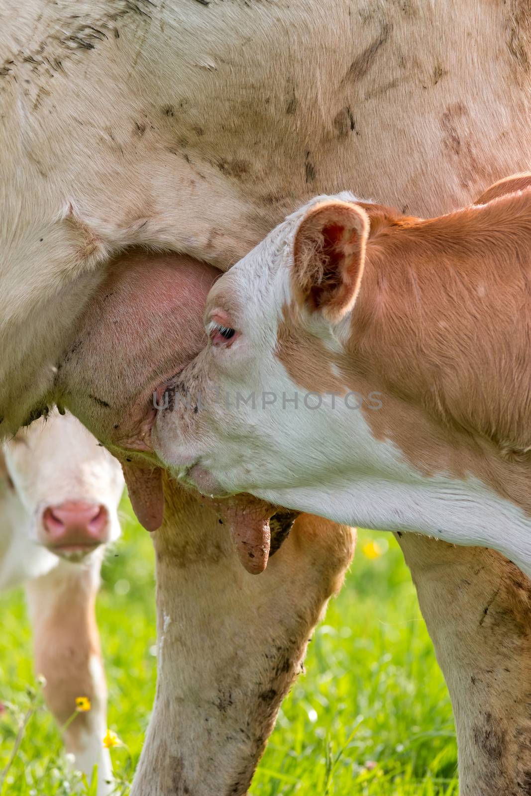 Young calf suckle milk