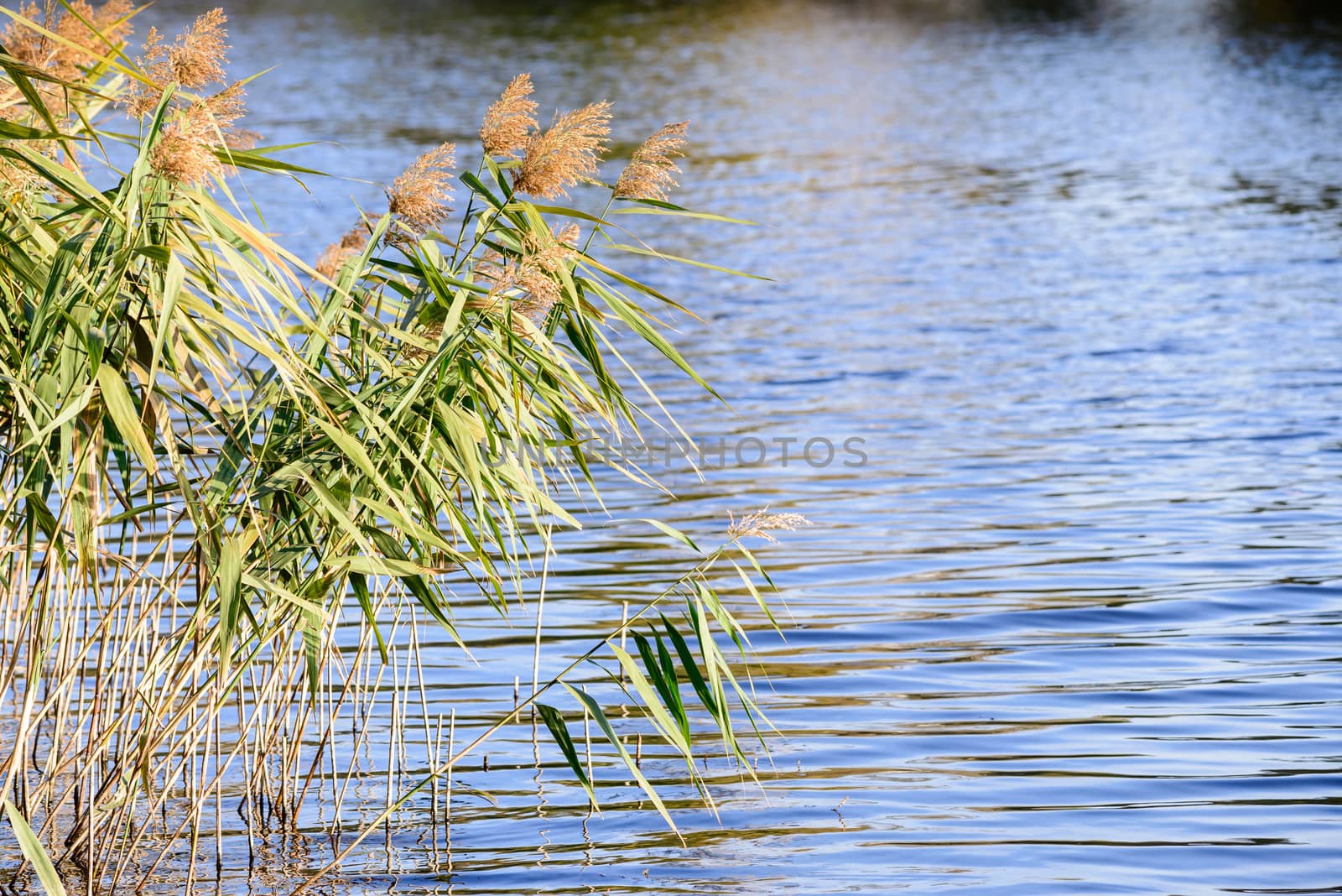 Phragmites australis leaves and flowers close to the lake in autumn are moved by the wind