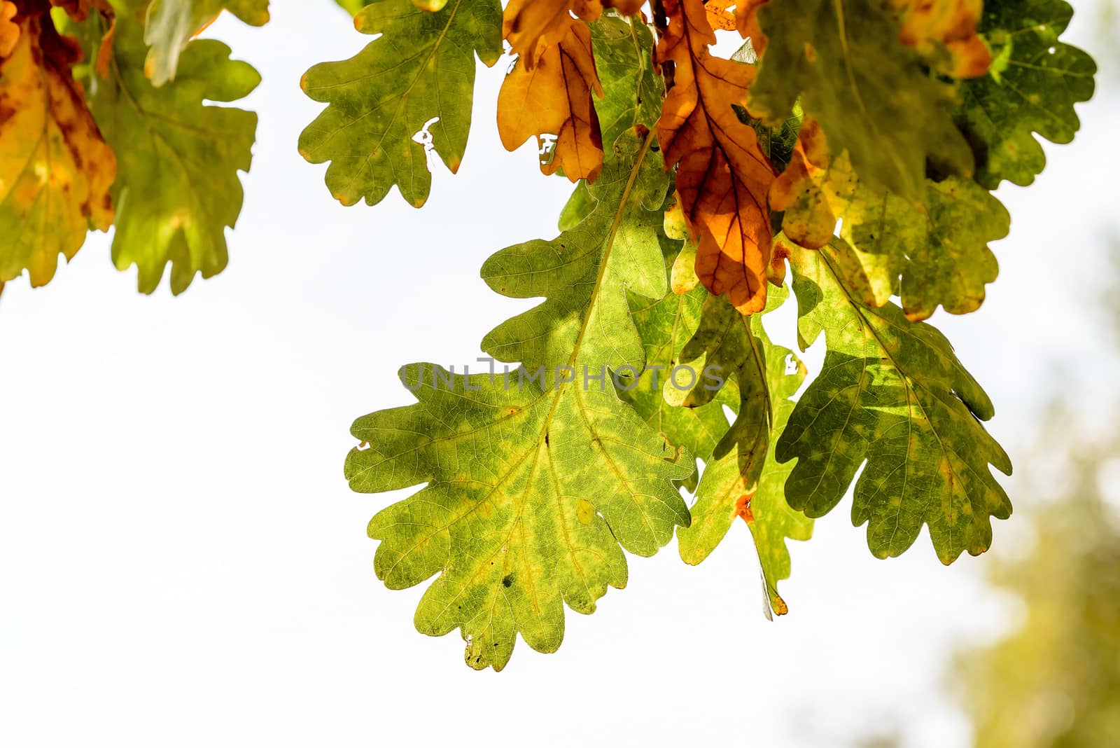 Autumn Oak tree leaves with back light