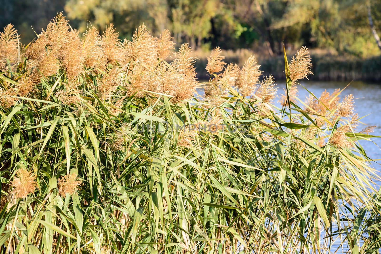 Phragmites australis Flowers and Leaves by MaxalTamor