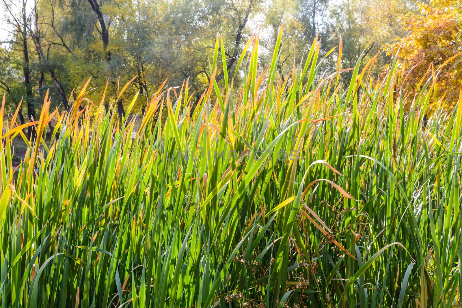 Bulrush in Autumn by MaxalTamor