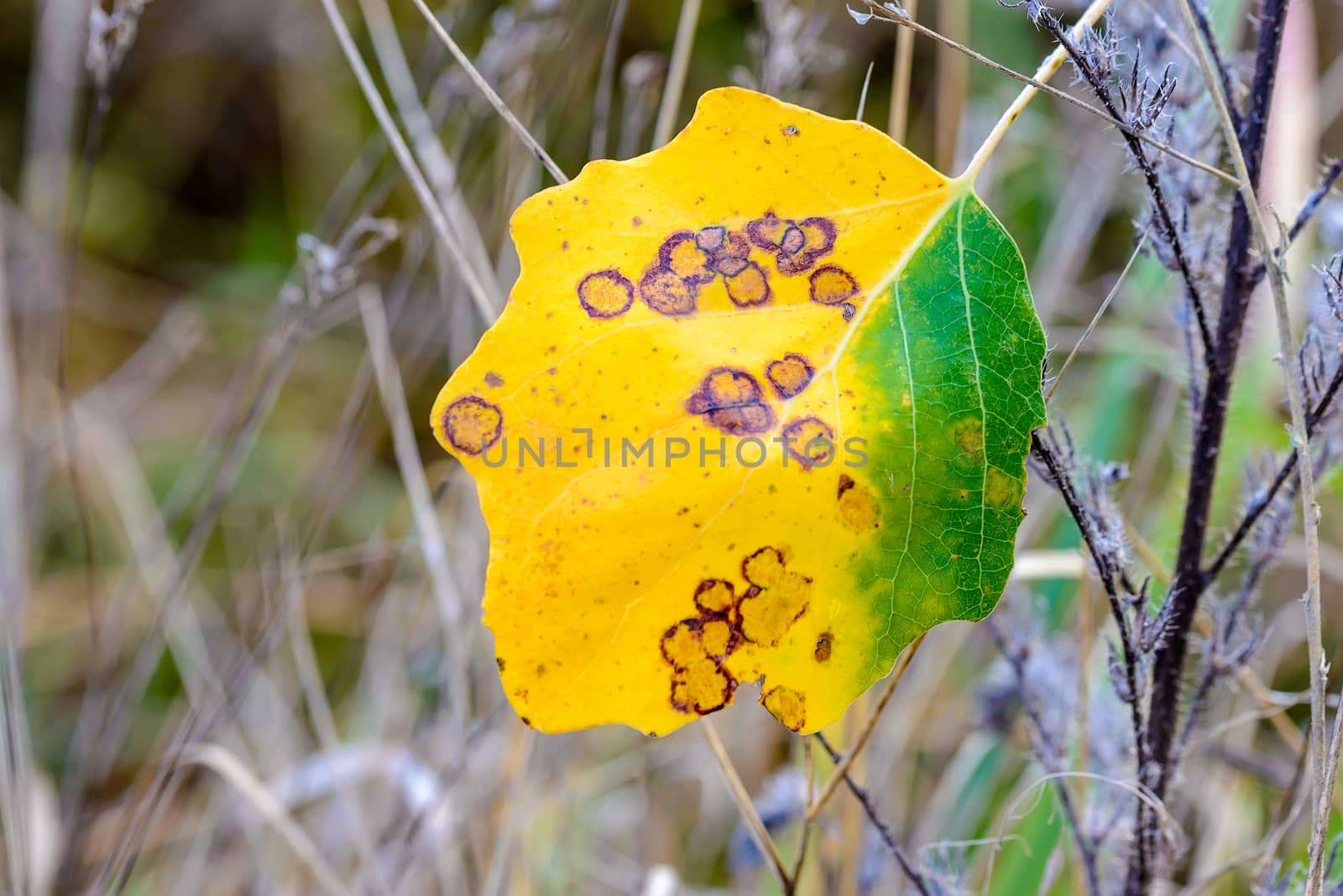 Yellow and green poplar leaves in autumn