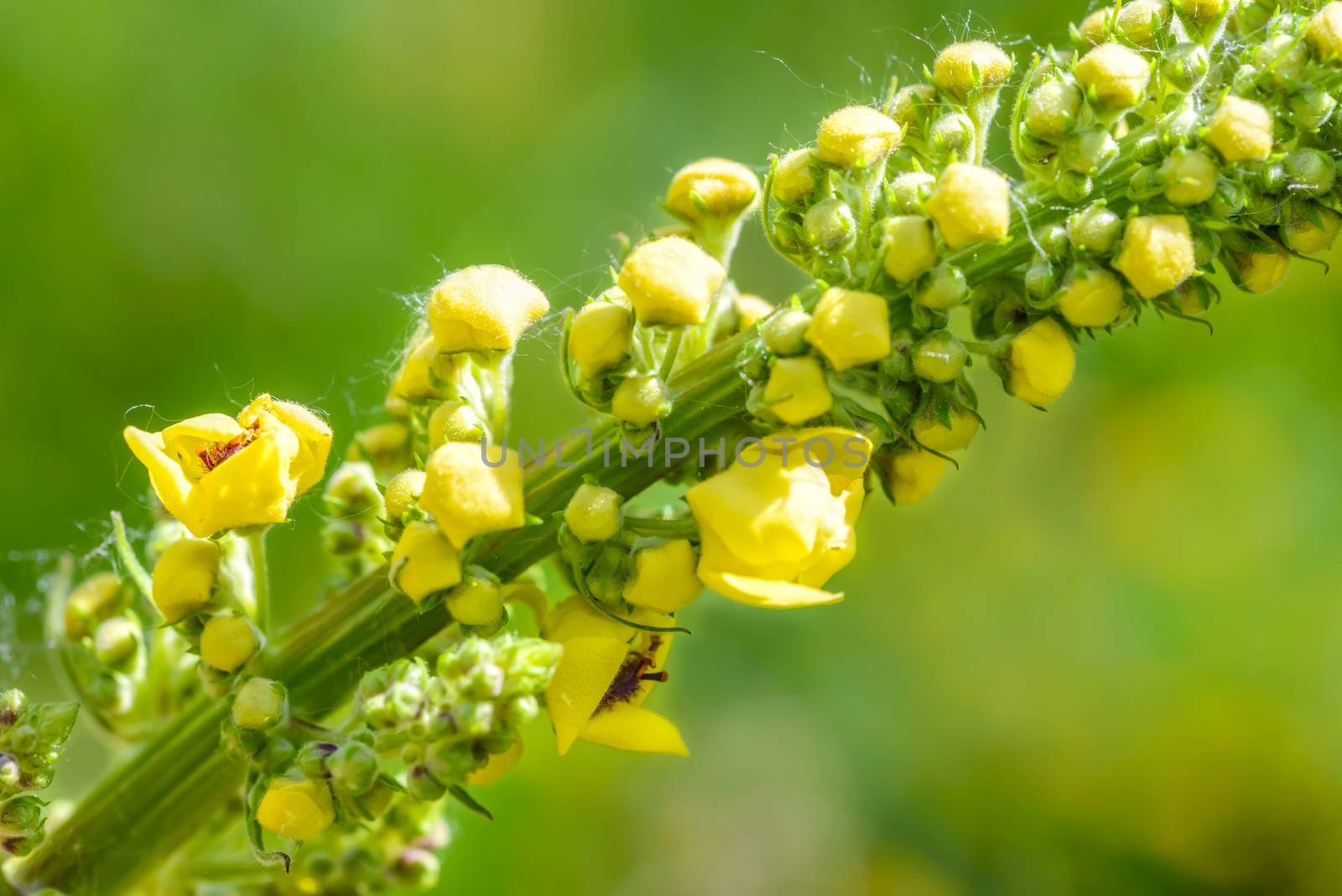 Macro of closed yellow Verbascum Thapsus flowers in the meadow under the summer sun