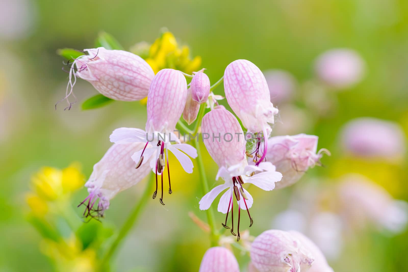 Silene Vulgaris by MaxalTamor