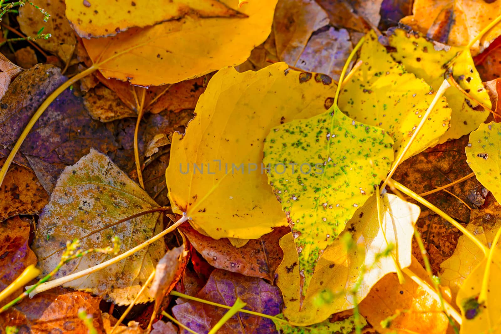 Yellow poplar leaves on the ground in autumn