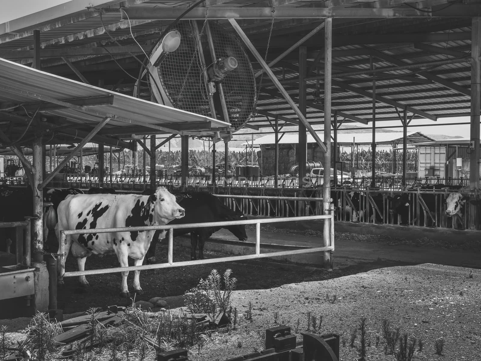 Herd of cows in cowshed on a dairy farm. In Kibbutz Degania, Israel. The cow looks sad. The exploitation of animals, veganism concept. Black and white. Cow farm concept, agriculture, and livestock.