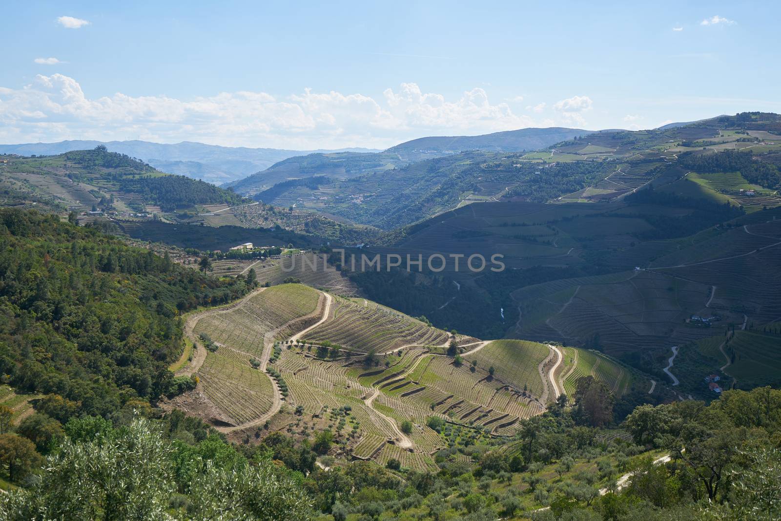 Douro river wine valley region in Portugal by Luispinaphotography