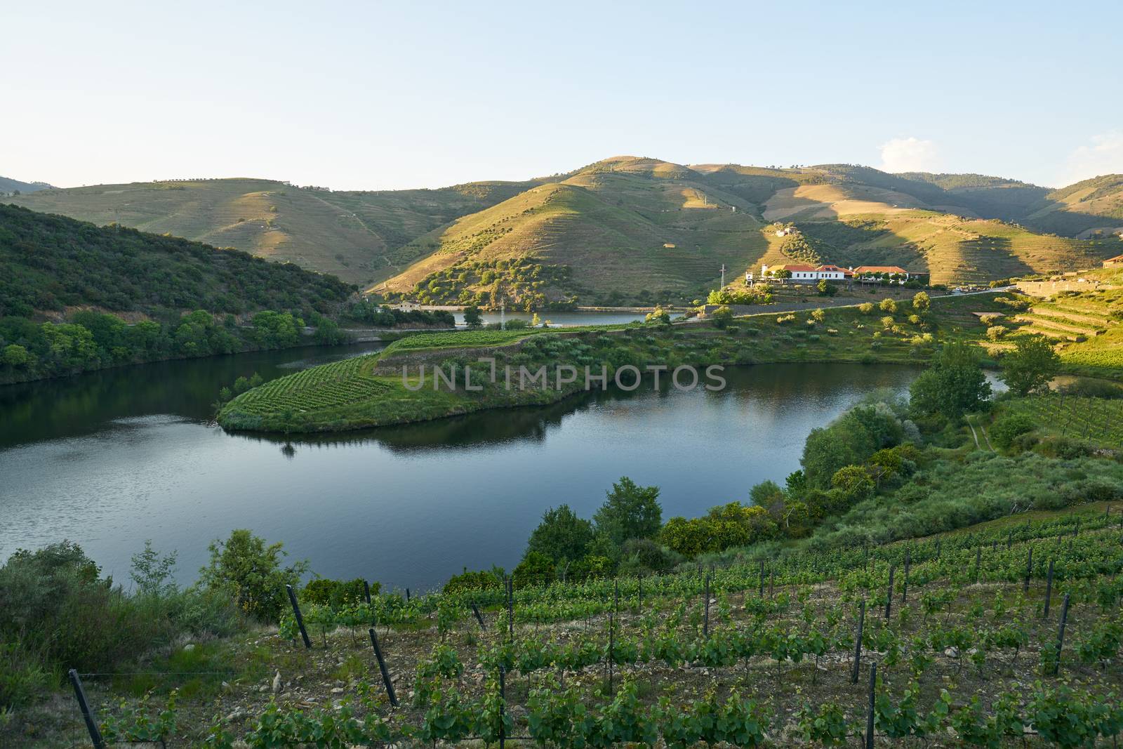 Douro wine valley region s shape bend river in Quinta do Tedo at sunset, in Portugal by Luispinaphotography