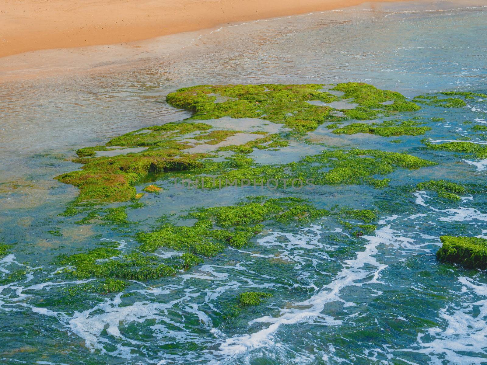 Green seaweed on the stones at the Mediterranean Sea near Tel Aviv beach on a summer day.