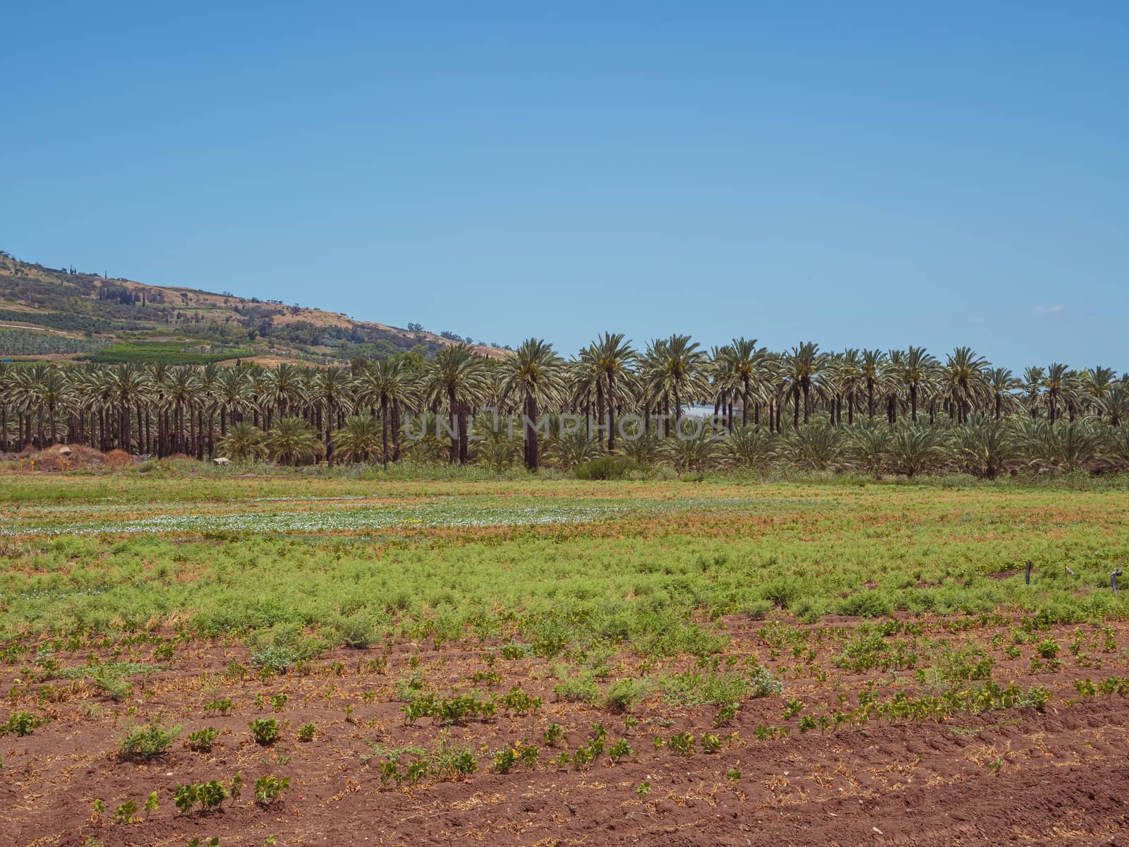 Date palms trees plantation. Tropical agriculture industry in Kibbutz Degania, Israel.