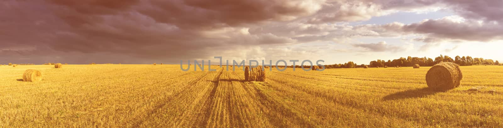 Scene with haystacks on the field in autumn sunny day. Rural landscape with cloudy sky background. Golden harvest of wheat in evening. Panorama.