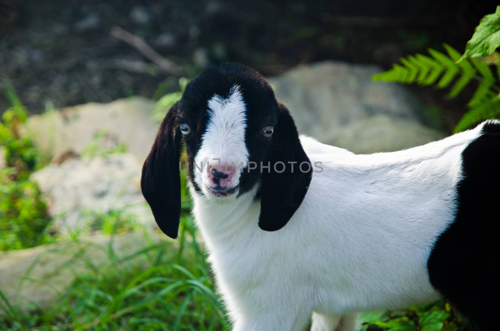 Funny young kid (goat) by nemo269