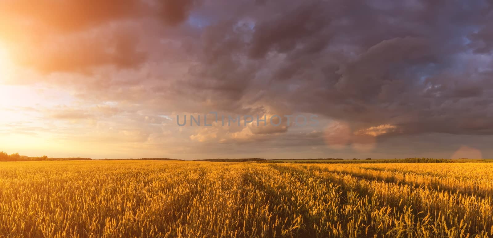 Scene of sunset or sunrise on the field with young rye or wheat in the summer with a cloudy sky background. Landscape.