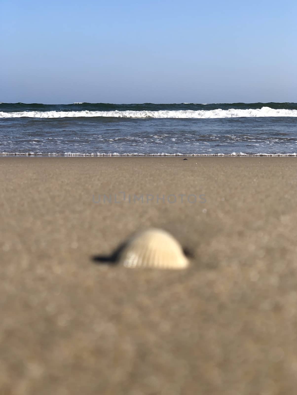 Beautiful view of seashell found in the beach sand during summer season