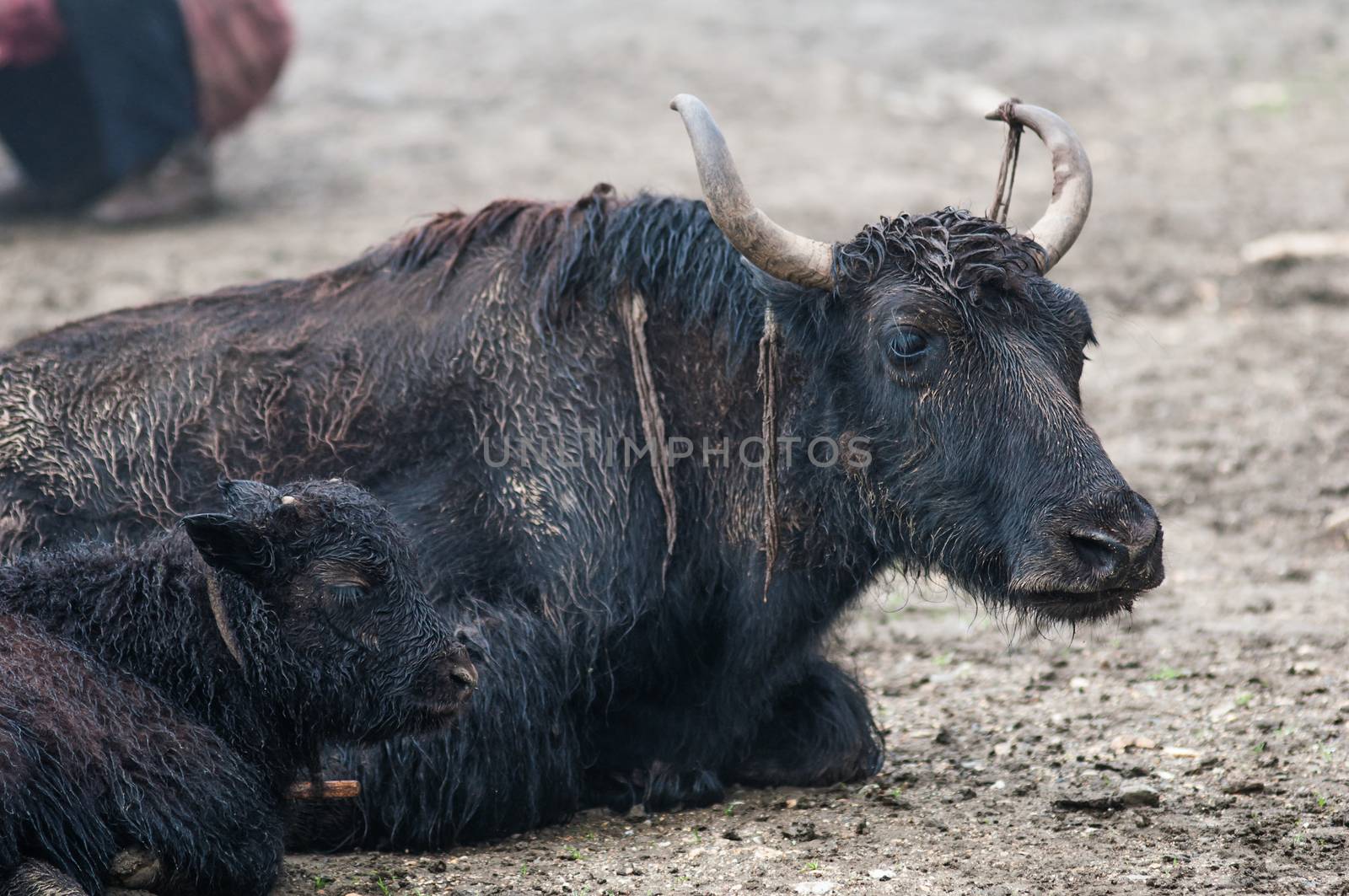 Yak's family is resting at a high-altitude nomad camp  by nemo269